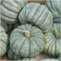 10 US Seeds Jarrahdale Blue Pumpkin Heirloom Queensland