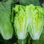 500 US SEEDS Romaine Lettuce Paris Island Cos Heirloom crispy