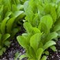 500 US SEEDS Romaine Lettuce Paris Island Cos Heirloom crispy