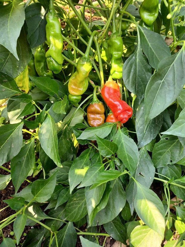 rare chili red Peter Pepper Heirloom Very Hot XXX 10 US seeds