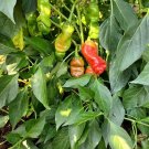 rare chili red Peter Pepper Heirloom Very Hot XXX 10 US seeds