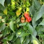 rare chili red Peter Pepper Heirloom Very Hot XXX 10 US seeds