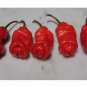 rare chili red Peter Pepper Heirloom Very Hot XXX 10 US seeds