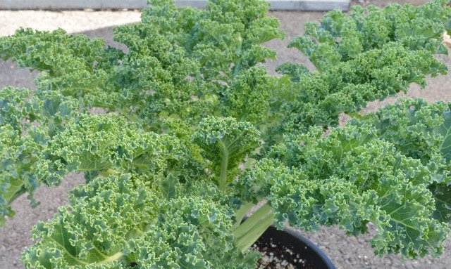 Dwarf Blue Scotch KALE VATES BLUE CURLED 100 US Seeds