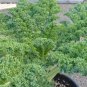 Dwarf Blue Scotch KALE VATES BLUE CURLED 100 US Seeds