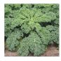 Dwarf Blue Scotch KALE VATES BLUE CURLED 100 US Seeds