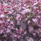 350 US Seeds Shiso Perilla Purple Red Mint Aroma frilled leaves Salad Herbs