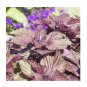 350 US Seeds Shiso Perilla Purple Red Mint Aroma frilled leaves Salad Herbs