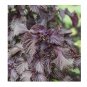 350 US Seeds Shiso Perilla Purple Red Mint Aroma frilled leaves Salad Herbs