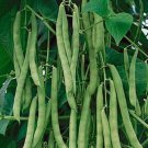 Bush Blue Lake 274 Beans Heirloom Green String Non GMO 10 US Seeds