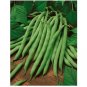 Bush Blue Lake 274 Beans Heirloom Green String Non GMO 10 US Seeds