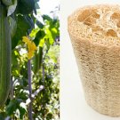 LUFFA SPONGE Gourd Loofah 10 US SEEDS