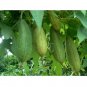 LUFFA SPONGE Gourd Loofah 10 US SEEDS