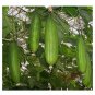 LUFFA SPONGE Gourd Loofah 10 US SEEDS
