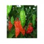 25 US Seeds Red Bhut Jolokia Ghost Pepper Naga Jolokia HOT Chilli