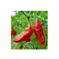 25 US Seeds Red Bhut Jolokia Ghost Pepper Naga Jolokia HOT Chilli