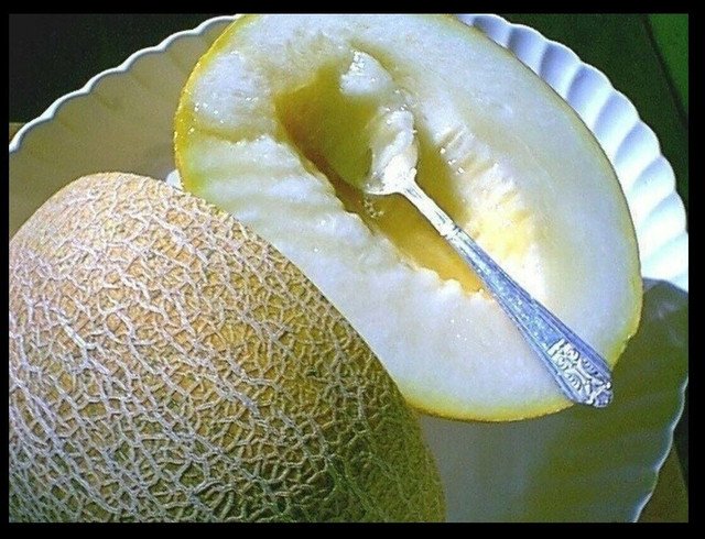 15 US Seeds Ein Dor Melon Fragrant Tropical hint of Pineapple Banana