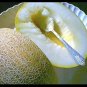 15 US Seeds Ein Dor Melon Fragrant Tropical hint of Pineapple Banana