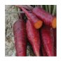 Purple Dragon Carrot  Beautiful color RARE 100 US Seeds