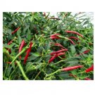 15 US Seeds Thai Hot chili pepper Red