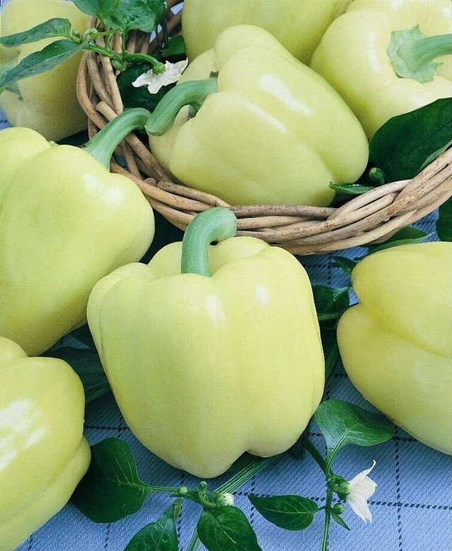 White Cloud Sweet Bell Pepper Rare color 25 US Seeds