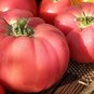 Brandywine Pink Tomato 30 US Seeds