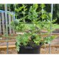 25 US Seeds Watermelon Bush Sugar Baby
