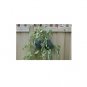25 US Seeds Watermelon Bush Sugar Baby