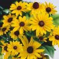 1000 US Seeds Black Eyed Susan Rudbeckia Hirta Yellow Wildflower Beautiful