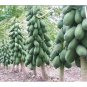 15 US Seeds Big Fruit Meradol Caribbean Red Sunrise Papaya Plant