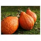 10 US Seeds Golden Hubbard Winter Squash