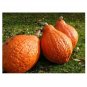 10 US Seeds Golden Hubbard Winter Squash