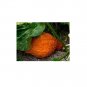 10 US Seeds Golden Hubbard Winter Squash