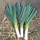 200 US Seeds American Flag Leek Cold Hardy