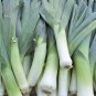 200 US Seeds American Flag Leek Cold Hardy