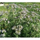 PURPLE TANSY Fiddleneck Lacy Phacelia Flower Nectar 200 US Seeds