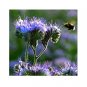 PURPLE TANSY Fiddleneck Lacy Phacelia Flower Nectar 200 US Seeds