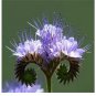 PURPLE TANSY Fiddleneck Lacy Phacelia Flower Nectar 200 US Seeds