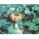 Musque De Province Pumpkin Heirloom Big Beautiful 10 US Seeds