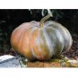 Musque De Province Pumpkin Heirloom Big Beautiful 10 US Seeds