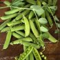 10 US Seeds Early Frosty Peas Garden Peas