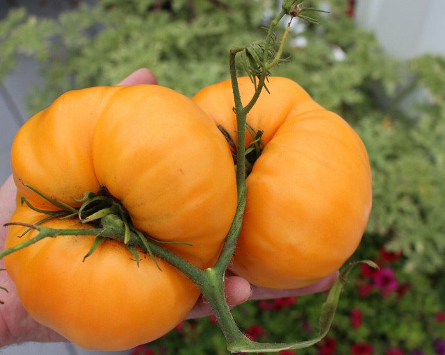 25 US Seeds Kelloggs Breakfast Tomato