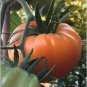 25 US Seeds Kelloggs Breakfast Tomato