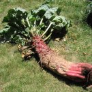 Mammoth Red Mangle beet Giant up to 25 POUNDS 25 US Seeds