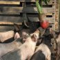 Mammoth Red Mangle beet Giant up to 25 POUNDS 25 US Seeds