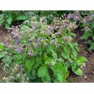 35 US Seeds Borage Starflower Tailwort