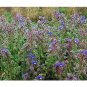 35 US Seeds Borage Starflower Tailwort