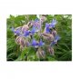 35 US Seeds Borage Starflower Tailwort