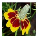 100 US Seeds Mexican Hat Ratibida Columnaris Columnifera Native Wildflower