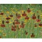 100 US Seeds Mexican Hat Ratibida Columnaris Columnifera Native Wildflower